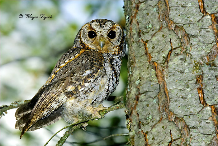 flammulated owl